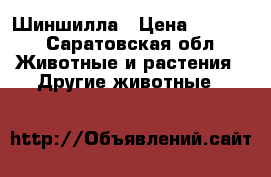 Шиншилла › Цена ­ 3 000 - Саратовская обл. Животные и растения » Другие животные   